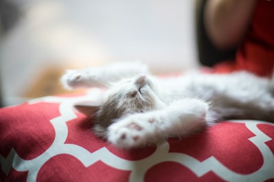 小猫躺在红白相间的四叶织物上